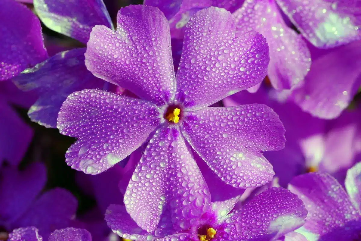 plantes soleil