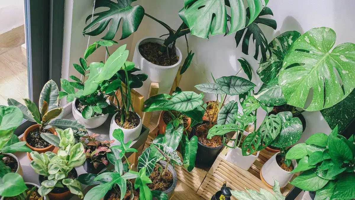 plantes intérieures