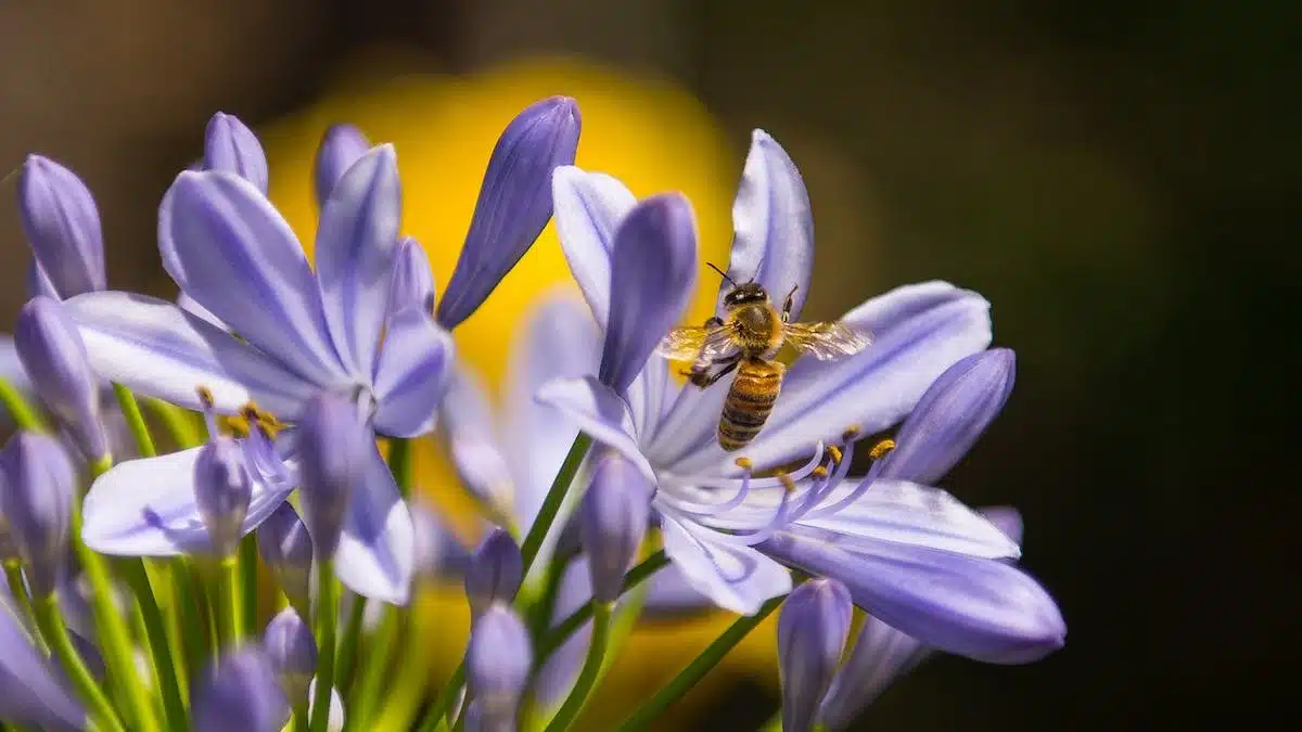 citronnier  pollinisation