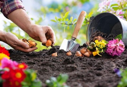 Planter les bulbes de printemps