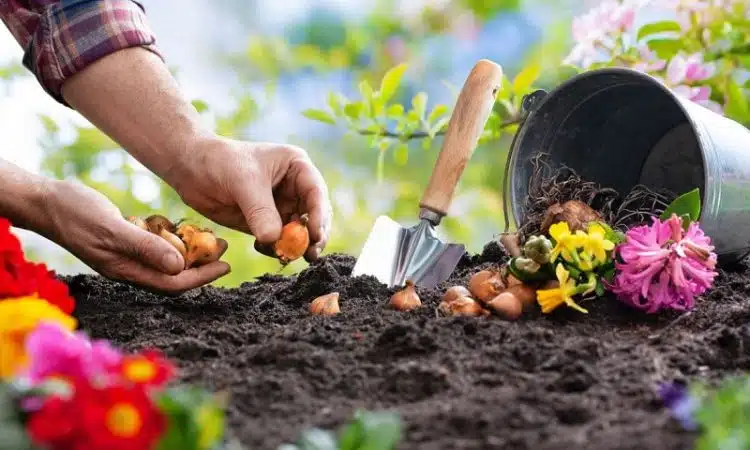 Planter les bulbes de printemps