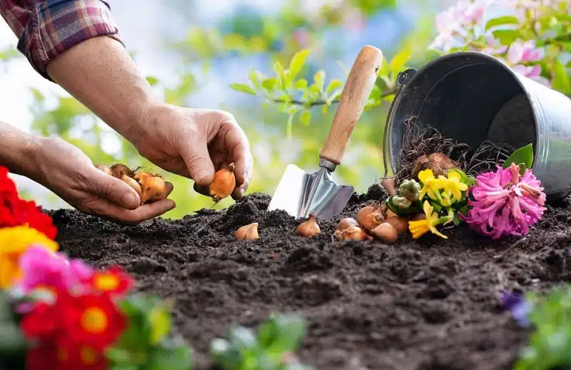 Planter les bulbes de printemps