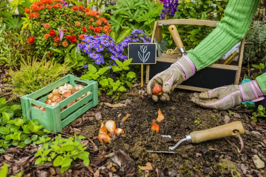 Planter les bulbes de printemps