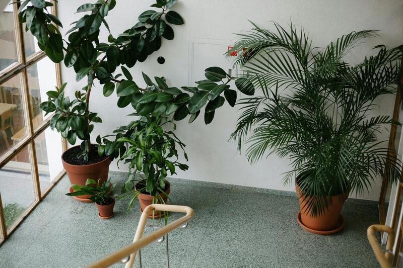plantes tropicales